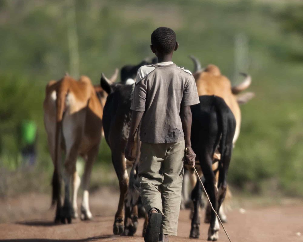 Rear view of boy with herd of cattle, Serengeti National Park, Serengeti, Tanzania, Africa