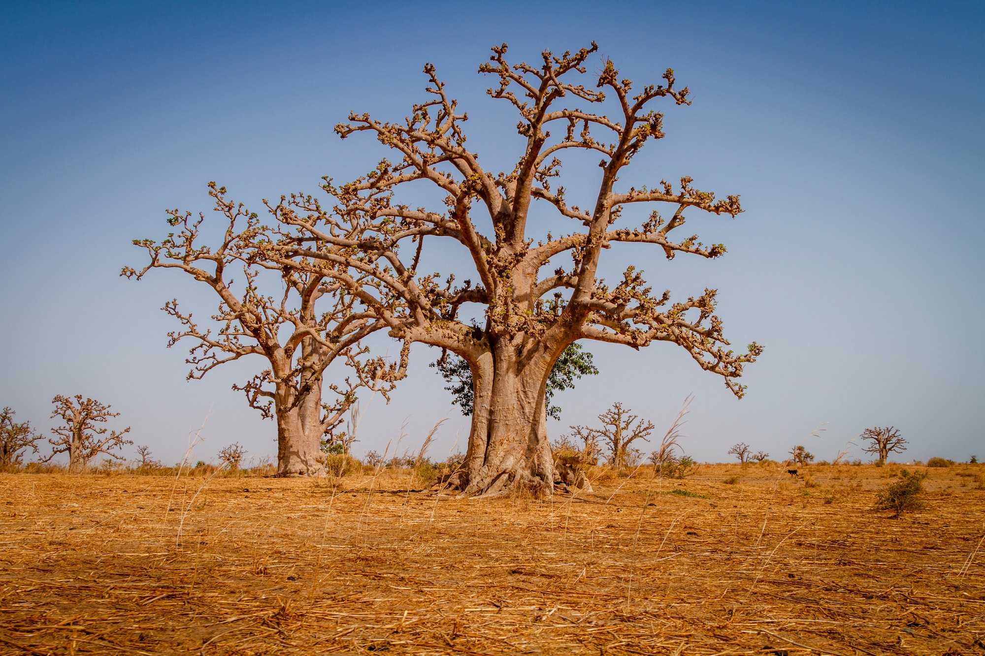 Two huge baobab trees in the dry sandy savannah of Senegal in Africa. Impressive wonder of nature.